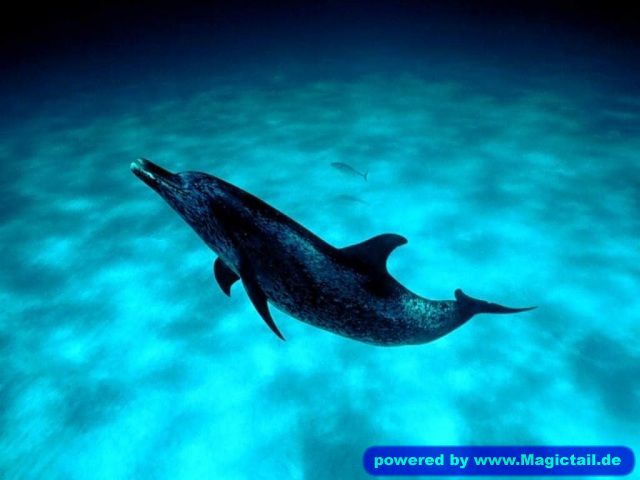 nixen bilder:delfin-goldfisch