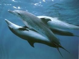 nixen bilder:delfine-goldfisch