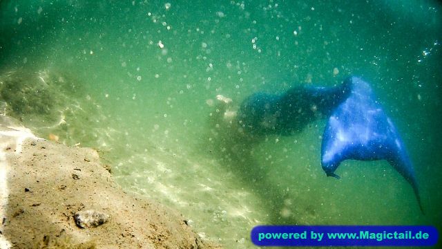 Merman Swimstevie:Sommer-Tauchgang an einem Unterwasser-Steilhang-Swimstevie